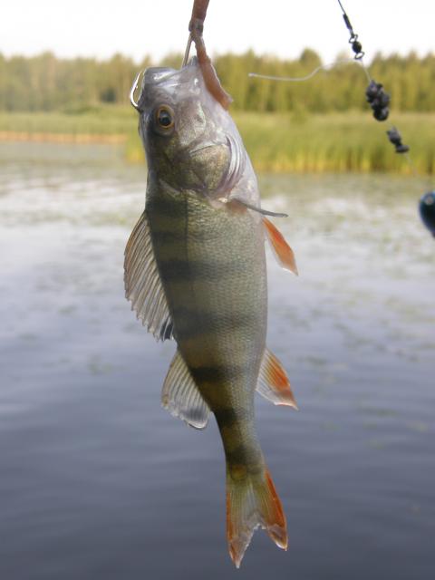 Ahneella ahvenalla on loppunsa