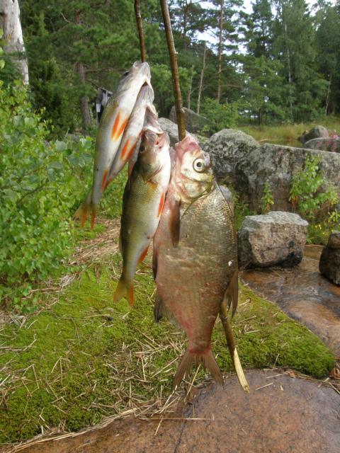 Saalishaarukka Loviisassa