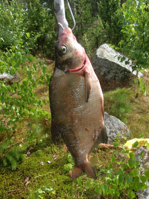 Loviisan lahna 0,58 kg