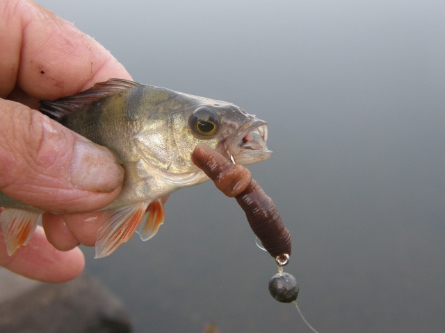 ROHKEE 19,9 GRAMMANEN