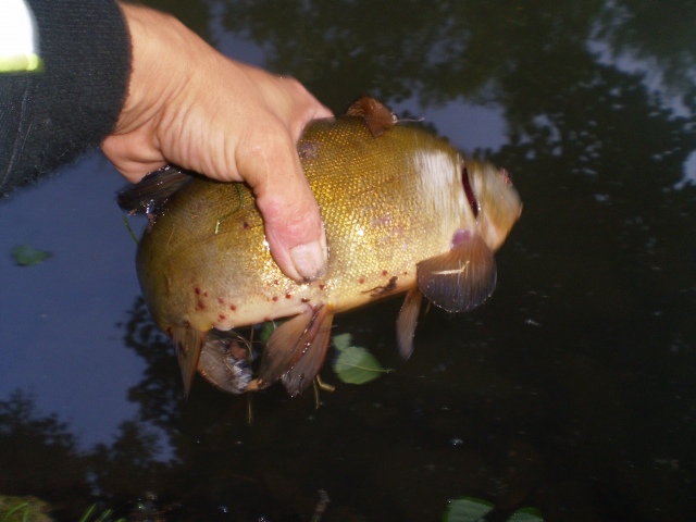 0,6 kg takas kaswamaaan