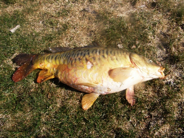 Potkupallo