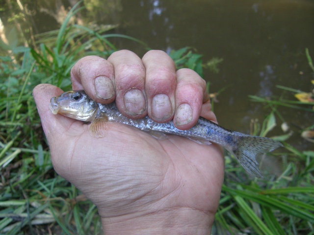 Saatu ON, EI karkaa. SE-kala, T� T�R�