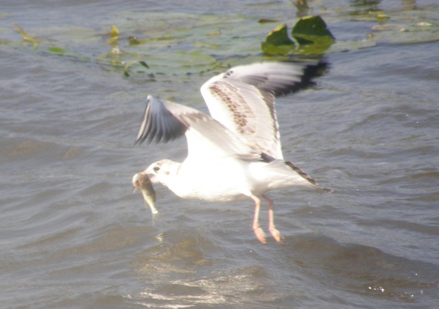 Kalastaja h�nkin, taitava