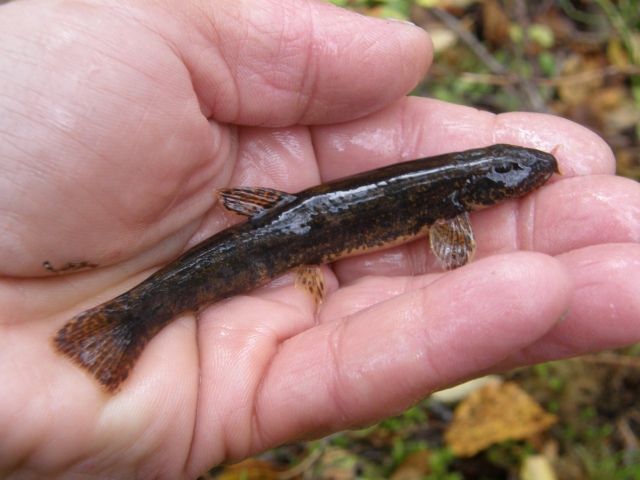 Kivennuoliainen 11 cm M�ntyharju 2.10.2009