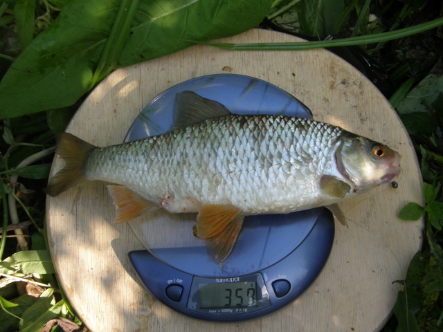 Odotuskoukulla elokuussa 2009