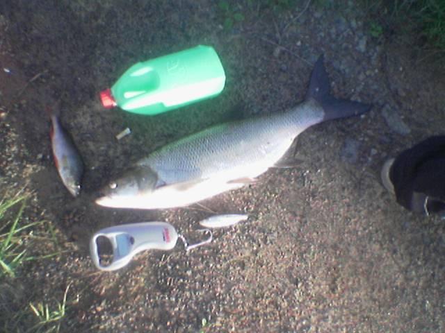 Toutain 2,6Kg (IsoR)