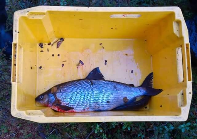 T�ll�isia alamittaisia.