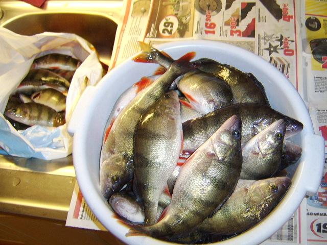 9.2 kg ahvenia 150-400g