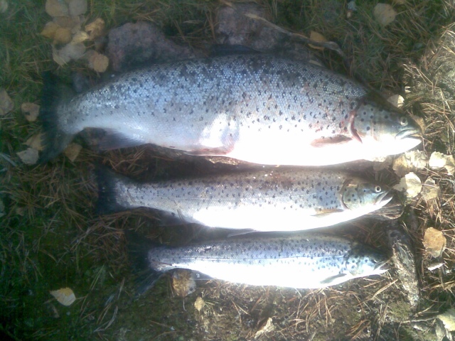 3kg 1,3kg ja 1kg verkkotaimenet