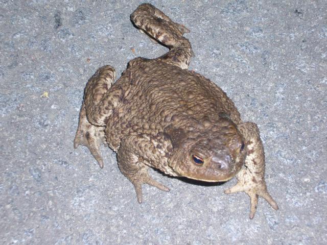 Sammakko