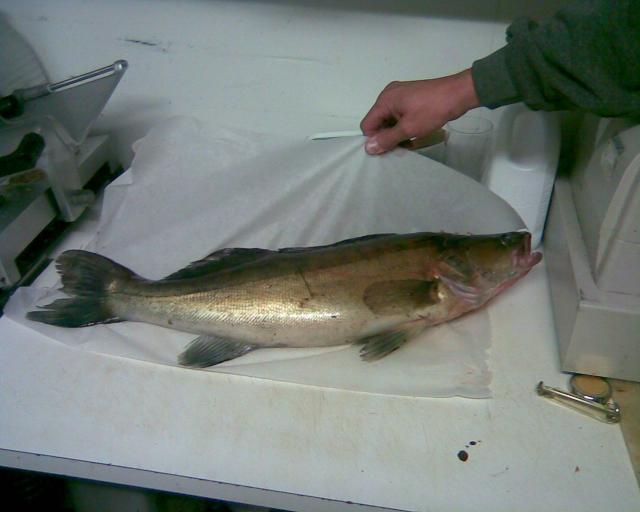 Ja Ahvenisen saalista, Kuha 2950g.