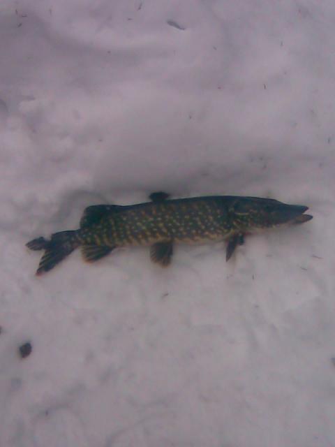 1,8kg hauki pilkill�