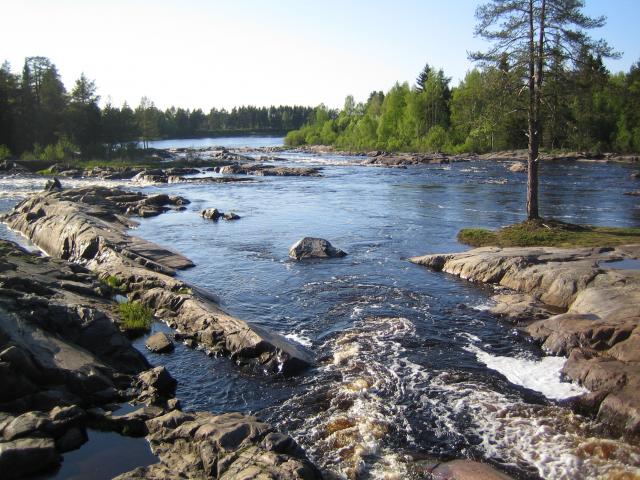 Kiimikijoen koitelinkoski