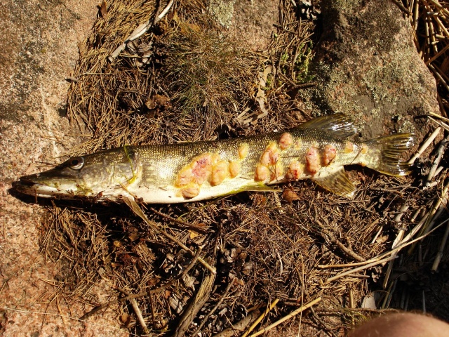 Todella sairas hauki, molemmilta puolilta samanlainen. 