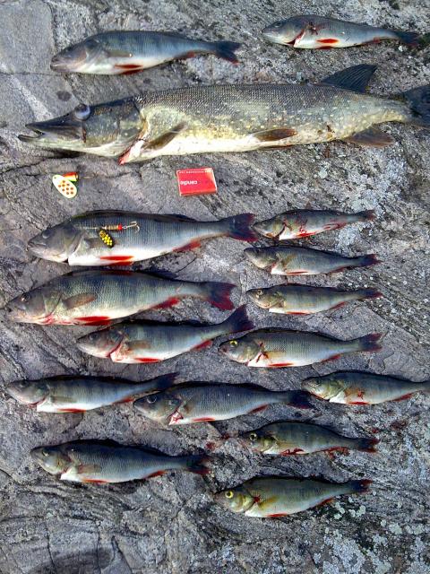 Mepps blackfury & super vibrax <3