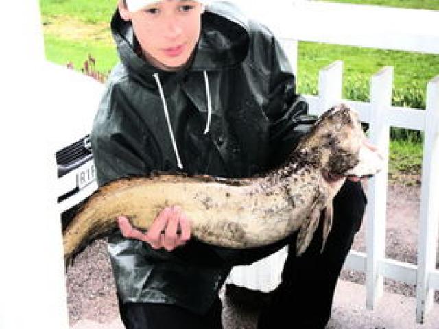 5,1kg made 81cm pitk� Hiidenjoelta Turengista