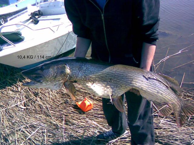 Hauki  10,4 KG /114cm
