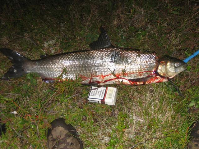 siika 2kg 100g