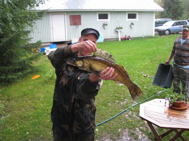 Kuha 3.30kg