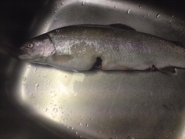 Mikä mahtaa lohella olla vatsassa?