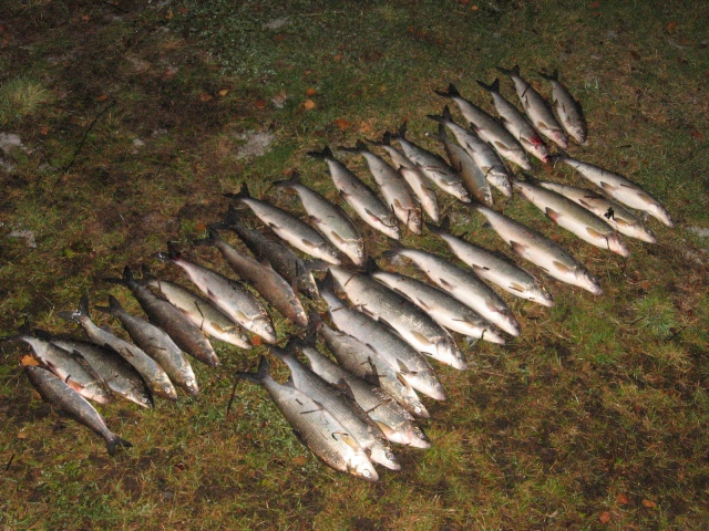 Lipposaalis iijoelta