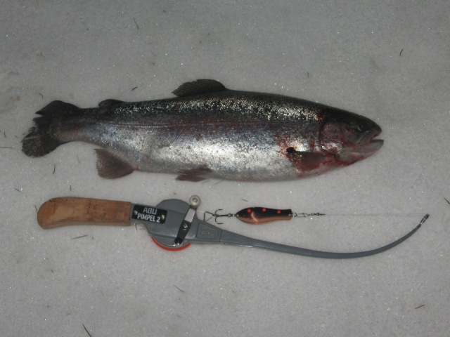 Kirre 1200g Veitsiluodon kalapaikalta