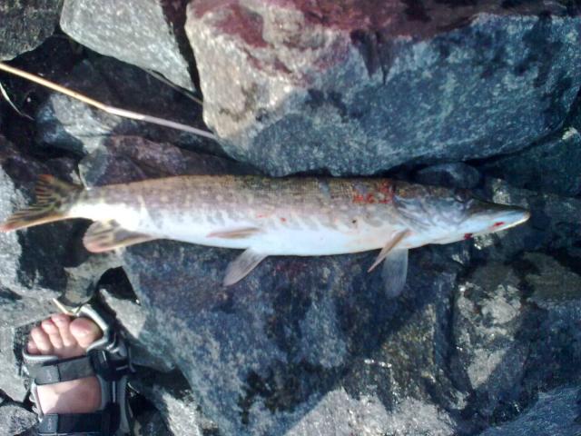 Broidin hauki