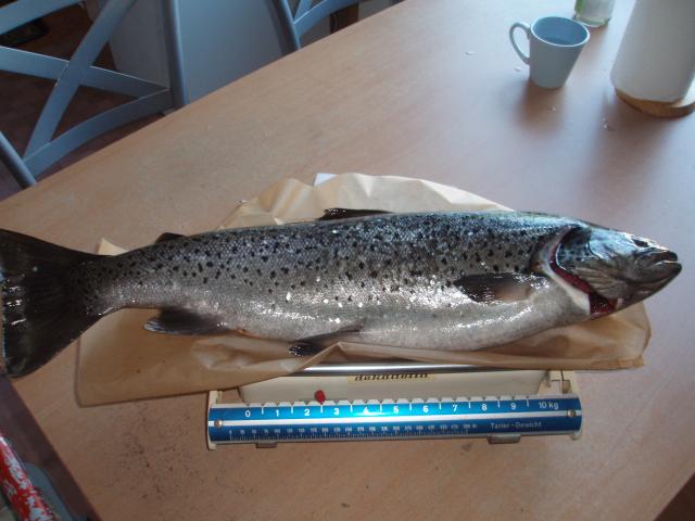 J�rvitaimen 2,6kg pituutta 60 cm saimaalta vetouistelemalla.