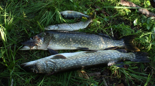 3 haukee ison oli joku 3hg ja yks pieni ahven joku 90g