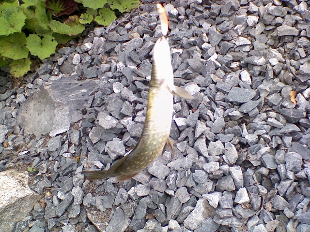 Hauki minnow spoonilla ruohokuvalla