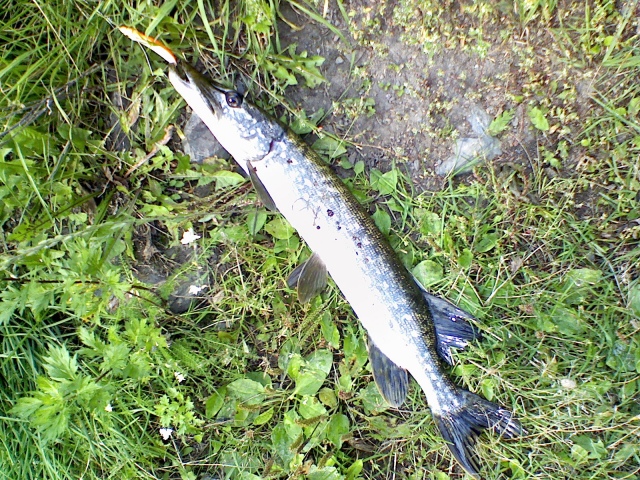 Minnow spoon ruohokuva, vaakkolampi