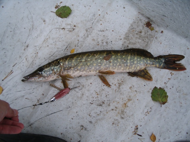 Kuka viel� v�itt�� ettei Bilteman lusikkauistin toimi?