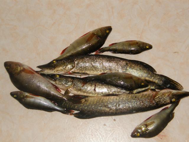 3 pikku haukea, pari hyv�nkokosta ahventa.