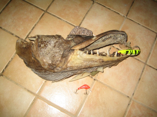 10.5 kg hauki kannuskoskelta