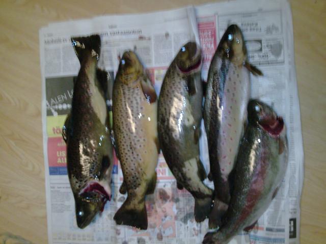 4 kpl 1,5kg taimenta ja sitte yksi 1kg kirjo =) kiva reissu