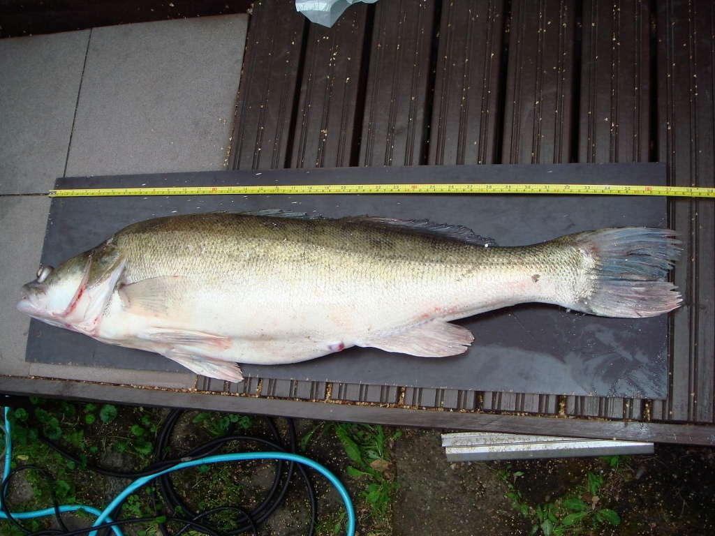 Tuusis Rules reipas 9.5 kg verkkokuha