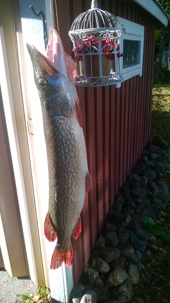 Eilinen Hauki
