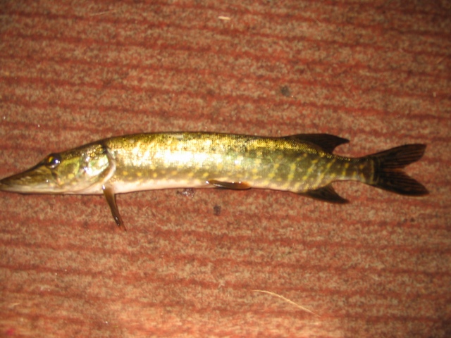 Ensimm�inen haukeni