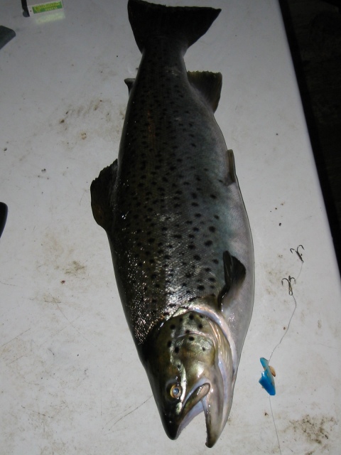 3,2 kg j�rvitaimen