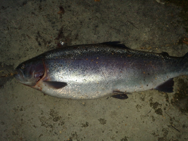 Lohi 1.9kg