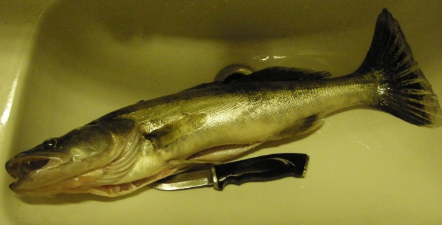 Kuha 1,3kg