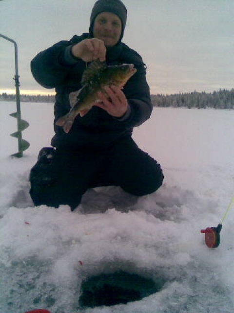Mukavia ahvenia Norrbottenin mets�lampareista!