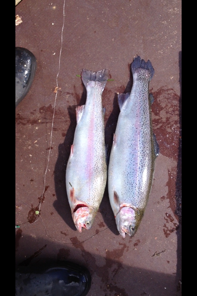 1kg ja 1.3kg kirre