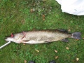 97cm 6,5kg hauki itse tehdyll� vaapulla