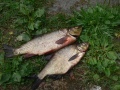 22.7.2010 Näsijärveltä, Koronselkä 22.7.2010 Näsijärveltä, Koronselkä