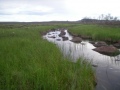 Tammukkapuro