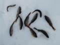10 ahventa, jotka sortui Rapala Harjaan