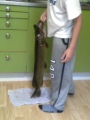 3.6 kilon hauki