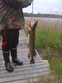Kev�t-aamun kalareissun j�lkeist� riemua!  =) (4,1kg)